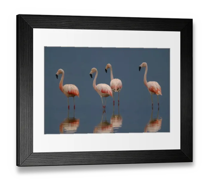 Framed Print : Chilean Flamingo, Phoenicopterus chilensis, La Pampa, Argentina Framed Print : Chilean Flamingo, Phoenicopterus chilensis, La Pampa, Argentina