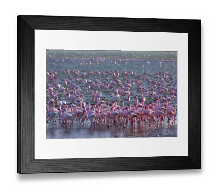 Framed Print : Lesser flamingos (Phoeniconaias minor) wading in saltwater lagoon, Salinas, Walvis Bay Framed Print : Lesser flamingos (Phoeniconaias minor) wading in saltwater lagoon, Salinas, Walvis Bay