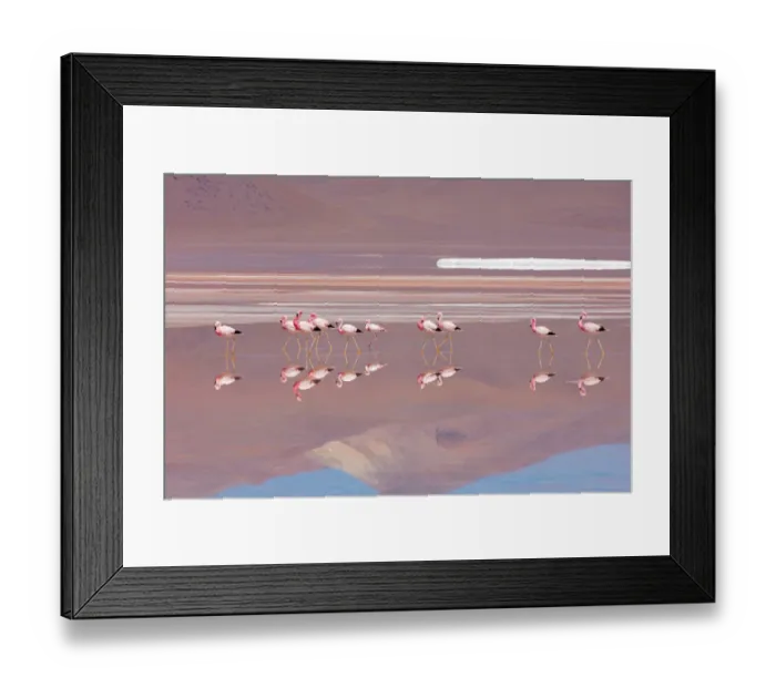 Framed Print : Andean Flamingos (Phoenicopterus andinus), Laguna Colorada, Bolivia Framed Print : Andean Flamingos (Phoenicopterus andinus), Laguna Colorada, Bolivia
