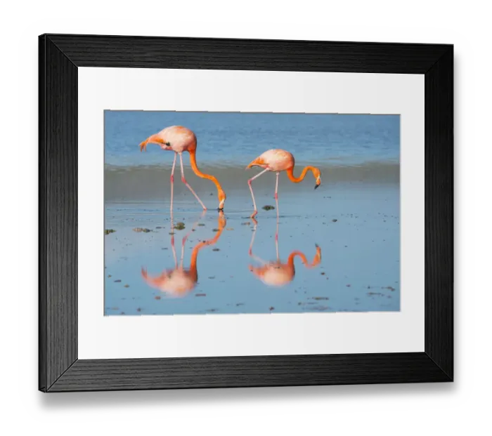 Framed Print : American flamingo (Phoenicopterus ruber) two feeding on the shore, Punta Cormorant Framed Print : American flamingo (Phoenicopterus ruber) two feeding on the shore, Punta Cormorant