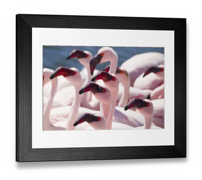 Framed Print : Lesser flamingo (Phoeniconaias minor) flock, Walvis Bay, Namibia Framed Print : Lesser flamingo (Phoeniconaias minor) flock, Walvis Bay, Namibia