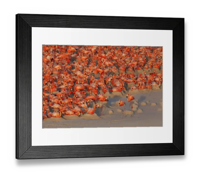Framed Print : Aerial view of Caribbean Flamingo (Phoenicopterus ruber) breeding colony, Ria Lagartos Framed Print : Aerial view of Caribbean Flamingo (Phoenicopterus ruber) breeding colony, Ria Lagartos