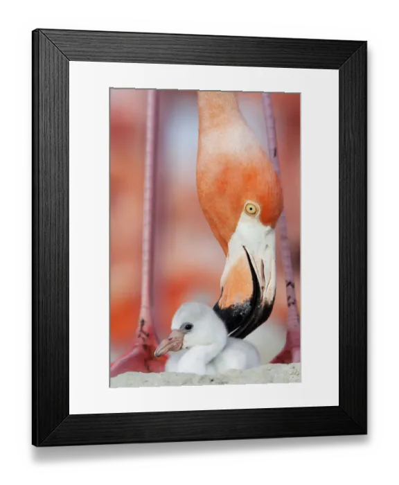 Framed Print : Caribbean Flamingo (Phoenicopterus ruber) preening chick in the breeding colony Framed Print : Caribbean Flamingo (Phoenicopterus ruber) preening chick in the breeding colony