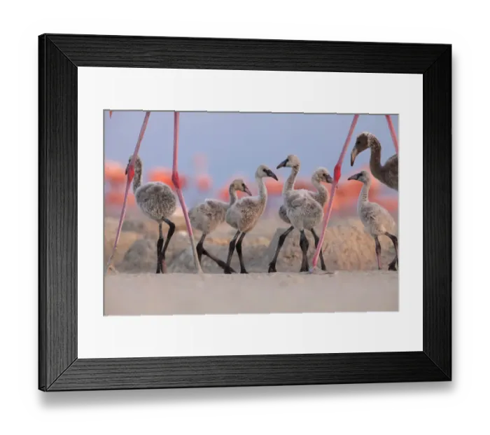 Framed Print : Caribbean Flamingo (Phoenicopterus ruber) chick group walking around the breeding colony Framed Print : Caribbean Flamingo (Phoenicopterus ruber) chick group walking around the breeding colony