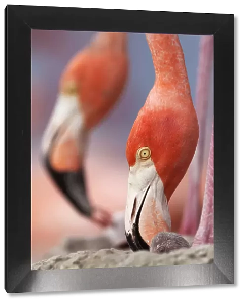Caribbean Flamingo (Phoenicopterus ruber) tending to newborn chick while another