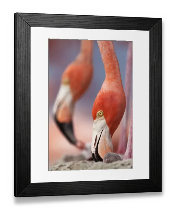 Framed Print : Caribbean Flamingo (Phoenicopterus ruber) tending to newborn chick while another Framed Print : Caribbean Flamingo (Phoenicopterus ruber) tending to newborn chick while another