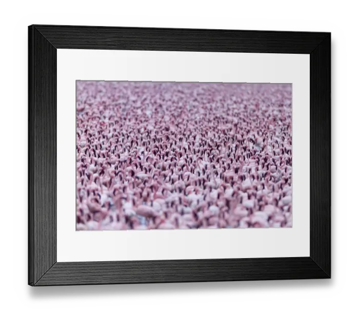 Framed Print : Lesser flamingo (Phoeniconaias minor) flock, Bogoria Game Reserve, Kenya Framed Print : Lesser flamingo (Phoeniconaias minor) flock, Bogoria Game Reserve, Kenya
