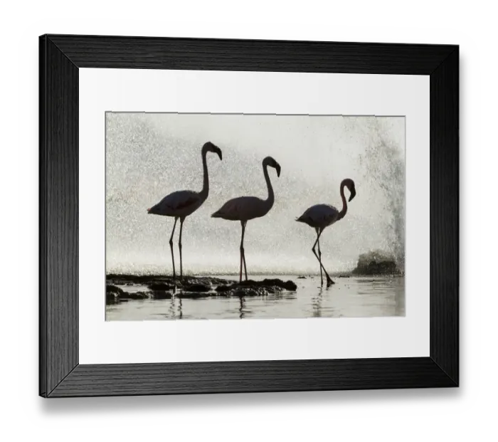 Framed Print : Three Lesser flamingos (Phoeniconaias minor) silhouetted in front of geyser, Lake Framed Print : Three Lesser flamingos (Phoeniconaias minor) silhouetted in front of geyser, Lake
