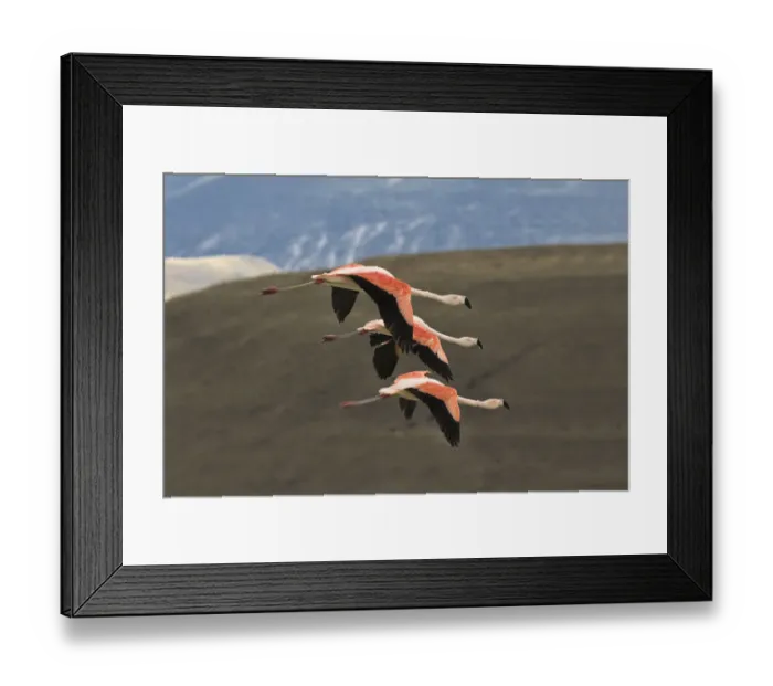 Framed Print : Chilean flamingos (Phoenicopterus chilensis) group of three in flight, Lago Amarga Framed Print : Chilean flamingos (Phoenicopterus chilensis) group of three in flight, Lago Amarga