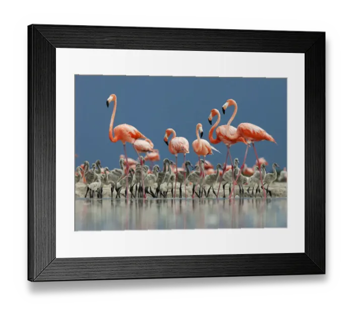Framed Print : Caribbean flamingo (Phoenicopterus ruber) adults guarding chick, Ria Lagartos Biosphere Reserve Framed Print : Caribbean flamingo (Phoenicopterus ruber) adults guarding chick, Ria Lagartos Biosphere Reserve
