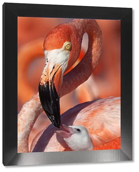 Caribbean flamingo (Phoenicopterus ruber) adult feeding chick, Ria Lagartos Biosphere Reserve
