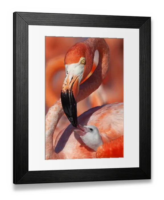 Framed Print : Caribbean flamingo (Phoenicopterus ruber) adult feeding chick, Ria Lagartos Biosphere Reserve Framed Print : Caribbean flamingo (Phoenicopterus ruber) adult feeding chick, Ria Lagartos Biosphere Reserve