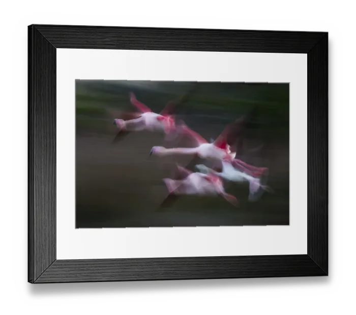 Framed Print : Great flamingo (Phoenicopterus roseus) group in flight, Pont De Gau Park, Rhone River