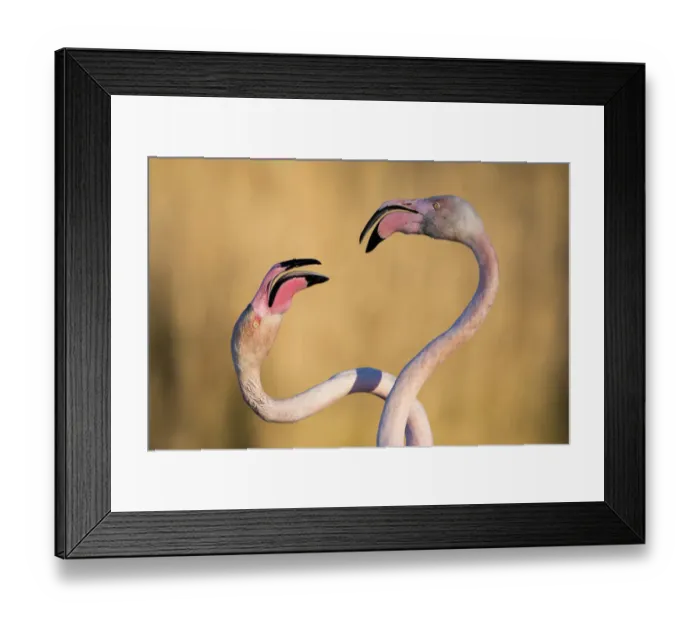 Framed Print : Greater flamingos (Phoenicopterus roseus) with necks intertwined, Pont De Gau Park Framed Print : Greater flamingos (Phoenicopterus roseus) with necks intertwined, Pont De Gau Park