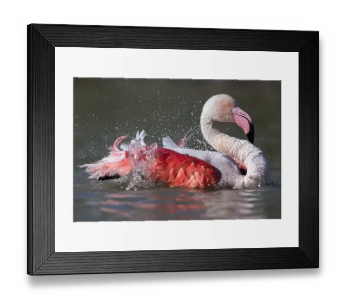 Framed Print : European flamingo (Phoenicopterus roseus) bathing Camargue, France, May Framed Print : European flamingo (Phoenicopterus roseus) bathing Camargue, France, May