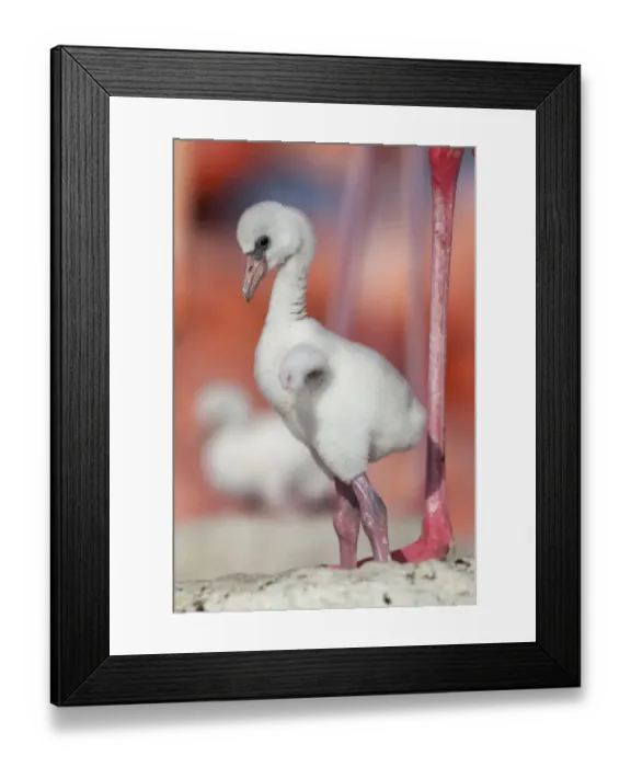 Framed Print : Caribbean Flamingo (Phoenicopterus ruber) chick age three days, standing in nest Framed Print : Caribbean Flamingo (Phoenicopterus ruber) chick age three days, standing in nest