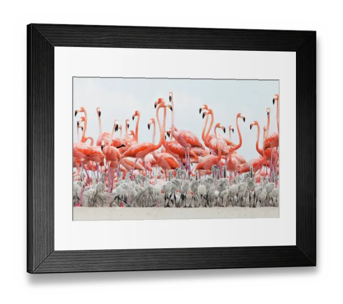 Framed Print : Caribbean Flamingo (Phoenicopterus ruber) chick creche in front of attentive adult flamingo group, breeding colony, Ria Lagartos Biosphere Reserve, Yucatan Peninsula, Mexico, June Framed Print : Caribbean Flamingo (Phoenicopterus ruber) chick creche in front of attentive adult flamingo group, breeding colony, Ria Lagartos Biosphere Reserve, Yucatan Peninsula, Mexico, June