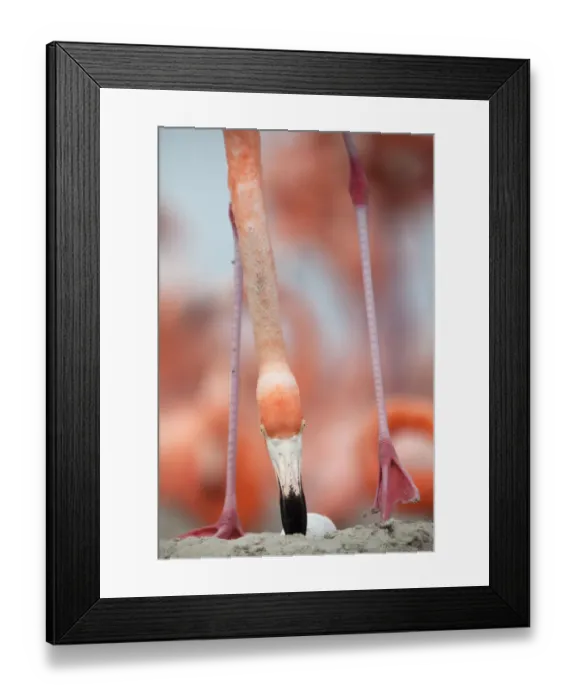 Framed Print : Caribbean Flamingo (Phoenicopterus ruber) rolling egg to side in the nest, Ria Lagartos Framed Print : Caribbean Flamingo (Phoenicopterus ruber) rolling egg to side in the nest, Ria Lagartos