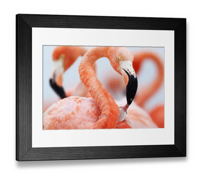 Framed Print : Caribbean Flamingo (Phoenicopterus ruber) feeding three day old chick at breeding colony Framed Print : Caribbean Flamingo (Phoenicopterus ruber) feeding three day old chick at breeding colony