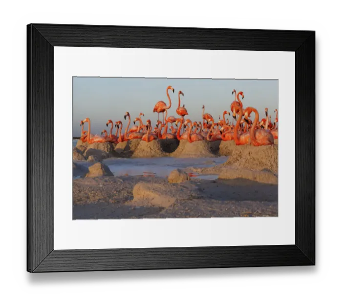 Framed Print : Caribbean Flamingo (Phoenicopterus ruber) breeding colony, Ria Lagartos Biosphere Reserve Framed Print : Caribbean Flamingo (Phoenicopterus ruber) breeding colony, Ria Lagartos Biosphere Reserve