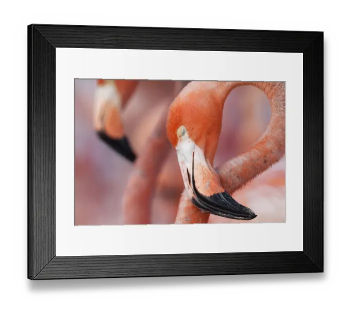 Framed Print : Caribbean Flamingo (Phoenicopterus ruber) sleeping in the breeding colony, brooding egg Framed Print : Caribbean Flamingo (Phoenicopterus ruber) sleeping in the breeding colony, brooding egg
