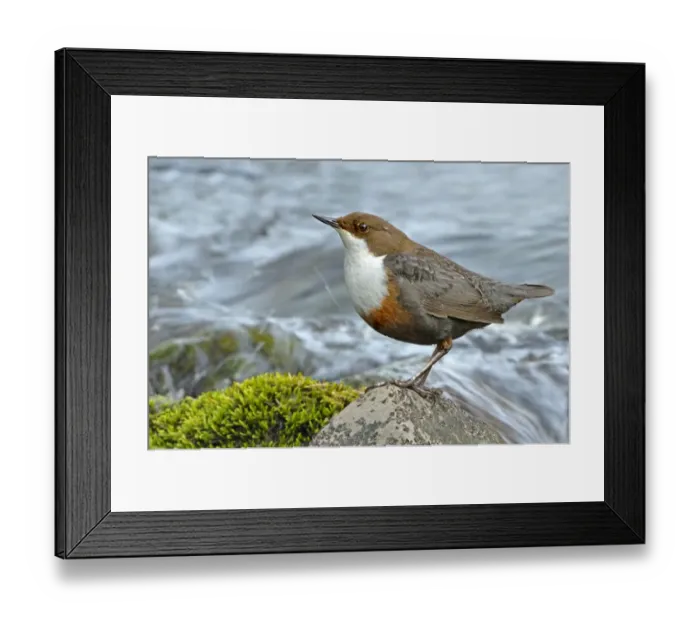 Framed Print : Dipper (Cinclus cinclus) portrait, standing on exposed stone in fast flowing river Framed Print : Dipper (Cinclus cinclus) portrait, standing on exposed stone in fast flowing river