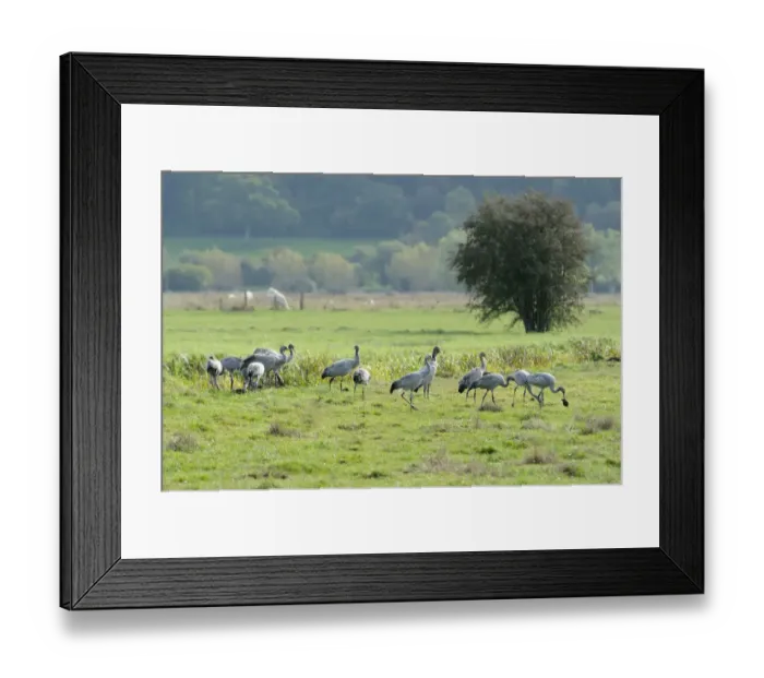 Framed Print : Juvenile Common  /  Eurasian cranes (Grus grus) recently released by the Great Crane