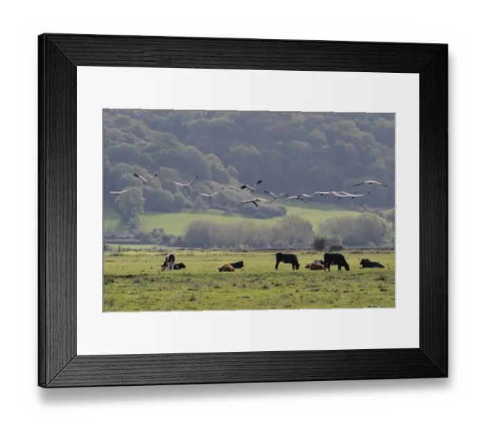 Framed Print : Flock of juvenile Common / Eurasian cranes (Grus grus) recently released by the Great Framed Print : Flock of juvenile Common / Eurasian cranes (Grus grus) recently released by the Great