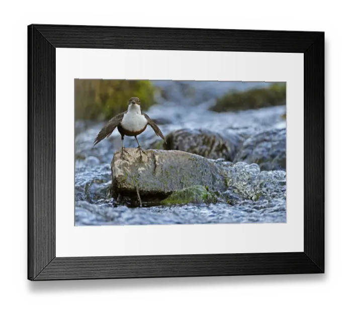 Framed Print : Dipper (Cinclus cinclus) portrait facing camera, standing on exposed stone in fast flowing river Framed Print : Dipper (Cinclus cinclus) portrait facing camera, standing on exposed stone in fast flowing river