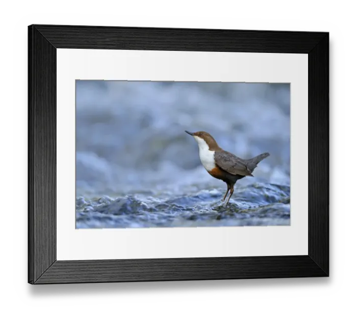 Framed Print : Dipper (Cinclus cinclus) portrait, standing in fast flowing freshwater river, Brecon Framed Print : Dipper (Cinclus cinclus) portrait, standing in fast flowing freshwater river, Brecon