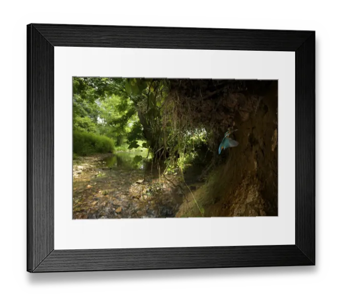 Framed Print : Kingfisher (Alcedo atthias) adult male flying into nest with fish. Halcyon River, England, UK