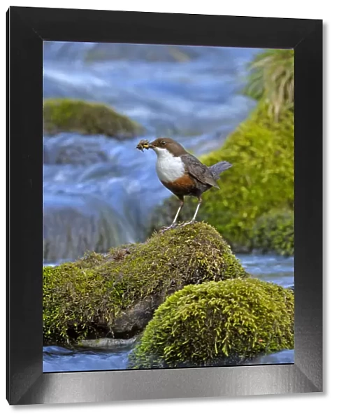 Dipper (Cinclus cinclus) portrait, standing on exposed stone in fast flowing river