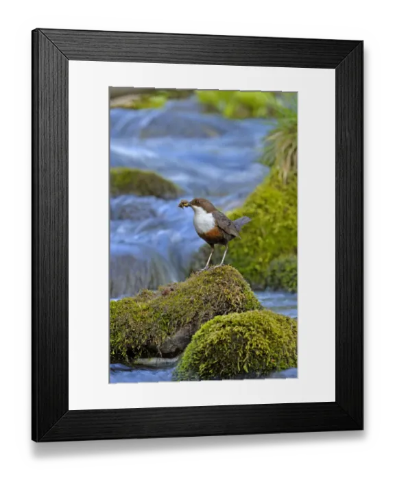 Framed Print : Dipper (Cinclus cinclus) portrait, standing on exposed stone in fast flowing river Framed Print : Dipper (Cinclus cinclus) portrait, standing on exposed stone in fast flowing river