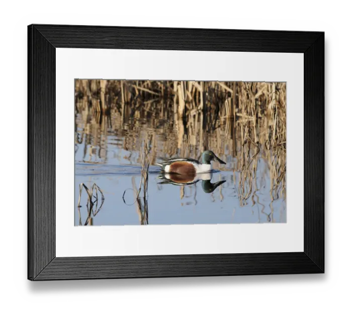 Framed Print : Northern shoveler drake (Anas clypeata) reflected in calm water as it swims among reeds Framed Print : Northern shoveler drake (Anas clypeata) reflected in calm water as it swims among reeds