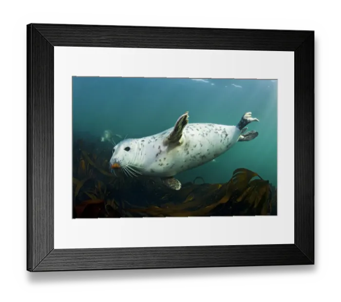 Framed Print : Grey seal (Halichoerus grypus) swimming amongst kelp, Farne Islands, Northumberland Framed Print : Grey seal (Halichoerus grypus) swimming amongst kelp, Farne Islands, Northumberland