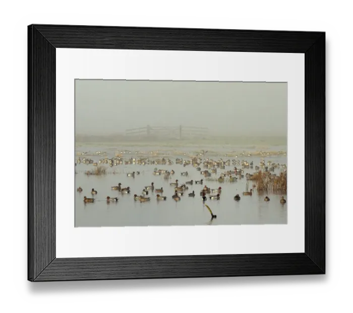 Framed Print : Large flock of Wigeon (Anas penelope) swimming and standing on flooded marshland Framed Print : Large flock of Wigeon (Anas penelope) swimming and standing on flooded marshland