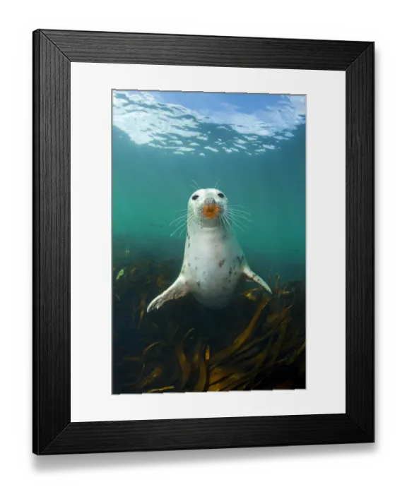 Framed Print : Grey seal (Halichoerus grypus) portrait underwater, amongst kelp. Farne Islands, Northumberland Framed Print : Grey seal (Halichoerus grypus) portrait underwater, amongst kelp. Farne Islands, Northumberland
