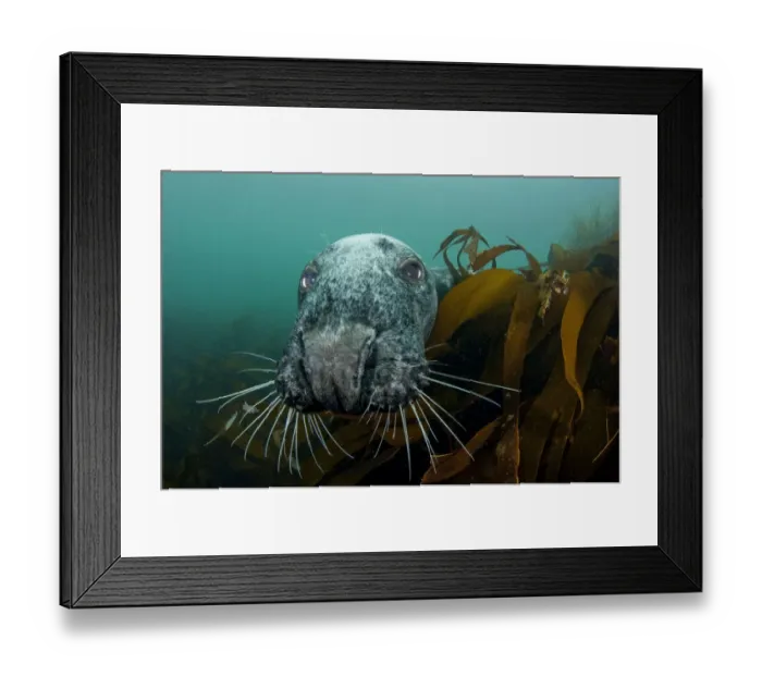 Framed Print : Grey seal (Halichoerus grypus) peering around kelp to investigate, Lundy Island Framed Print : Grey seal (Halichoerus grypus) peering around kelp to investigate, Lundy Island