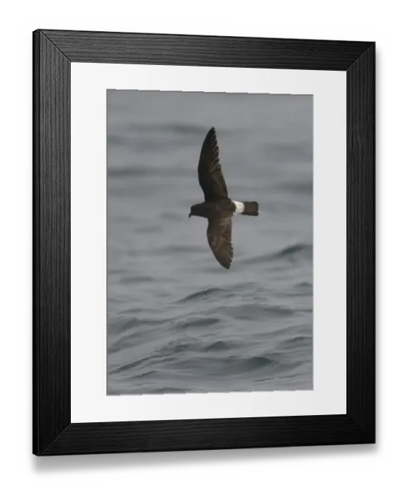 Framed Print : European storm-petrel (Hydrobates pelagicus) in flight over Irish sea off Pembrokeshire coast Framed Print : European storm-petrel (Hydrobates pelagicus) in flight over Irish sea off Pembrokeshire coast