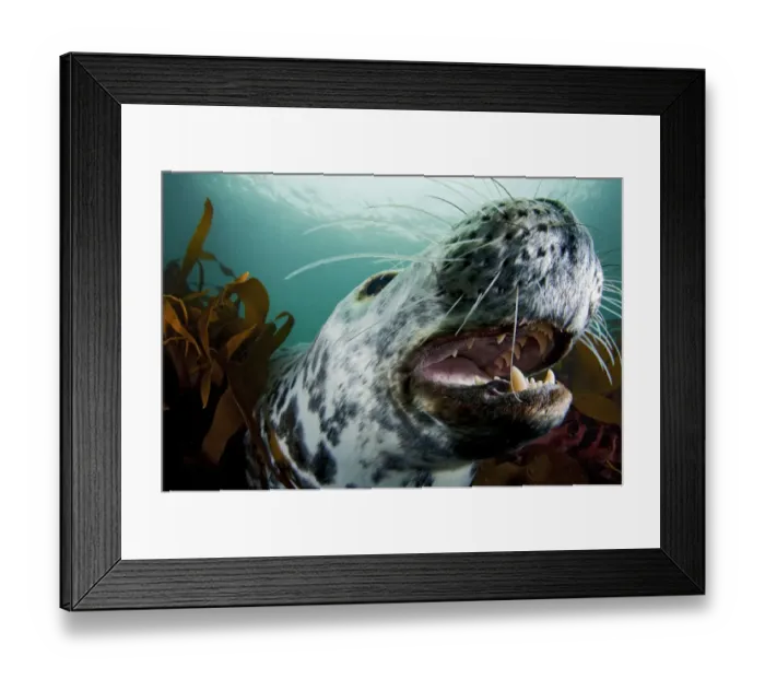 Framed Print : Grey seal (Halichoerus grypus) shows its teeth in a playful moment, Lundy Island Framed Print : Grey seal (Halichoerus grypus) shows its teeth in a playful moment, Lundy Island