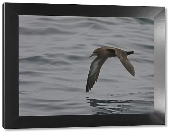 Sooty shearwater (Puffinus griseus) adult in flight over Irish sea off Pembrokeshire coast