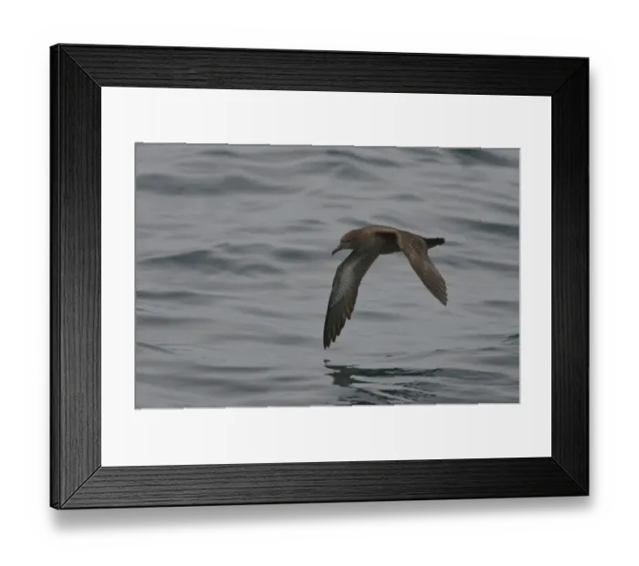 Framed Print : Sooty shearwater (Puffinus griseus) adult in flight over Irish sea off Pembrokeshire coast Framed Print : Sooty shearwater (Puffinus griseus) adult in flight over Irish sea off Pembrokeshire coast