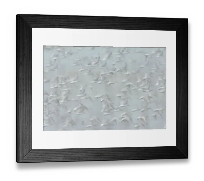 Framed Print : Flock of Red knot (Calidris canutus) in flight, long exposure, winter plumage, Snettisham Framed Print : Flock of Red knot (Calidris canutus) in flight, long exposure, winter plumage, Snettisham
