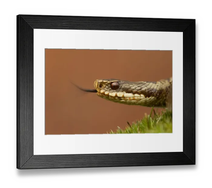 Framed Print : Adder (Vipera berus) basking in the spring sunshine flicking tongue, Staffordshire