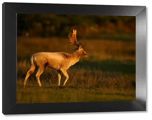 Fallow deer (Dama dama) stag walking at dawn, Bradgate Park, Leicestershire, England