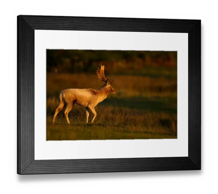 Framed Print : Fallow deer (Dama dama) stag walking at dawn, Bradgate Park, Leicestershire, England Framed Print : Fallow deer (Dama dama) stag walking at dawn, Bradgate Park, Leicestershire, England