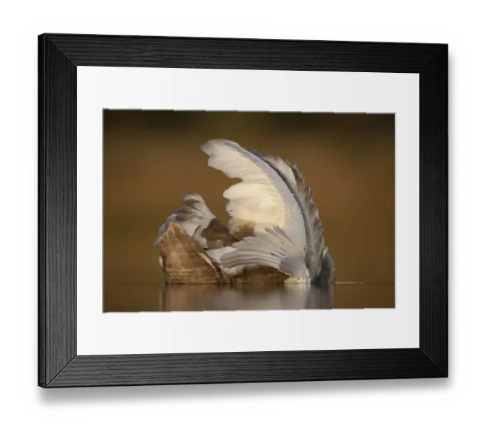 Framed Print : Mute swan (Cygnus olor) juvenile on water preening, Fife, Scotland, UK, November Framed Print : Mute swan (Cygnus olor) juvenile on water preening, Fife, Scotland, UK, November