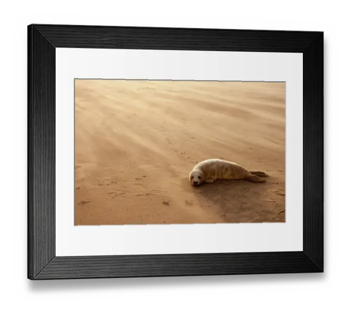 Framed Print : Grey Seal (Halichoerus grypus) pup resting on beach, Donna Nook, Lincolnshire, England, UK, November. Did you know? The grey seal is Britains largest carnivorous animal Framed Print : Grey Seal (Halichoerus grypus) pup resting on beach, Donna Nook, Lincolnshire, England, UK, November. Did you know? The grey seal is Britains largest carnivorous animal