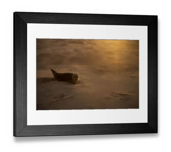 Framed Print : RESTRICTED USE - Common seal (Phoca vitulina) pup resting on a sandbank during a sandstorm