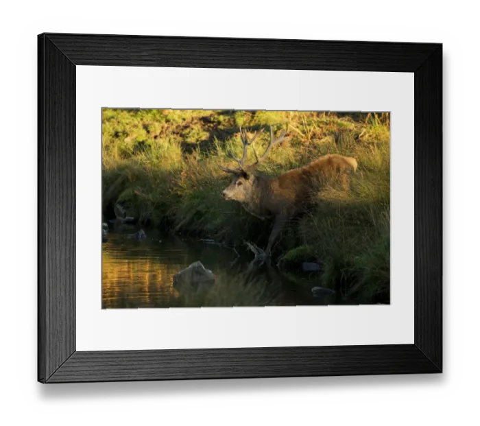 Framed Print : Red deer (Cervus elaphus) stag crossing a river, Bradgate Park, Leicestershire, England Framed Print : Red deer (Cervus elaphus) stag crossing a river, Bradgate Park, Leicestershire, England